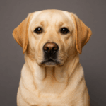 cerealfranciashop recensioni labrador
