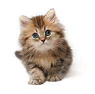 Gatti